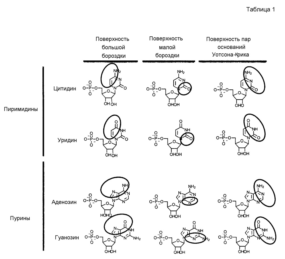 Модифицированные нуклеозиды, нуклеотиды и нуклеиновые кислоты и их применение (патент 2648950)