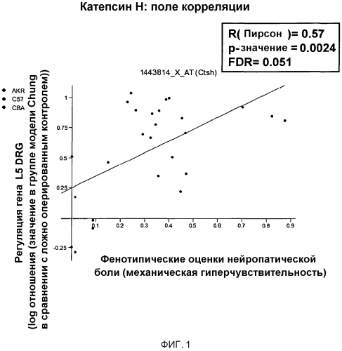 Применение катепсина н (патент 2574005)