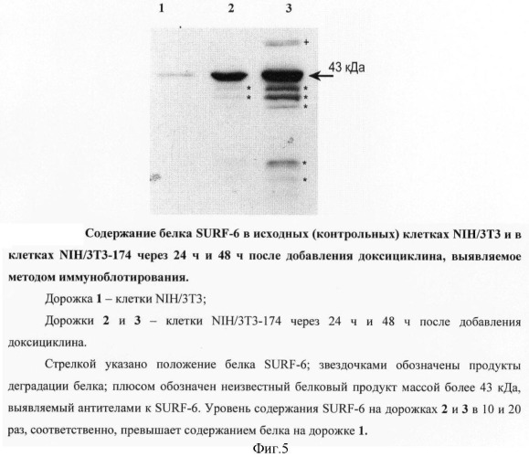 Генетически модифицированная линия фибробластов мыши nih/3т3-174 (патент 2396343)