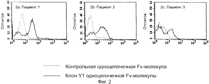 Специфические антитела человека для избирательной терапии рака (патент 2316564)
