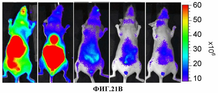 Конъюгаты rgd-(бактерио)хлорофилл для фотодинамической терапии и визуализации некротических опухолей (патент 2518296)