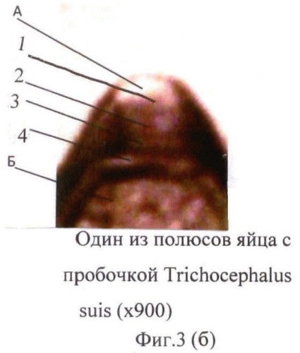 Способ прижизненной дифференциальной диагностики зооноза trichocephalus trichiurus и trichocephalus suis по микроструктуре яиц (патент 2464560)