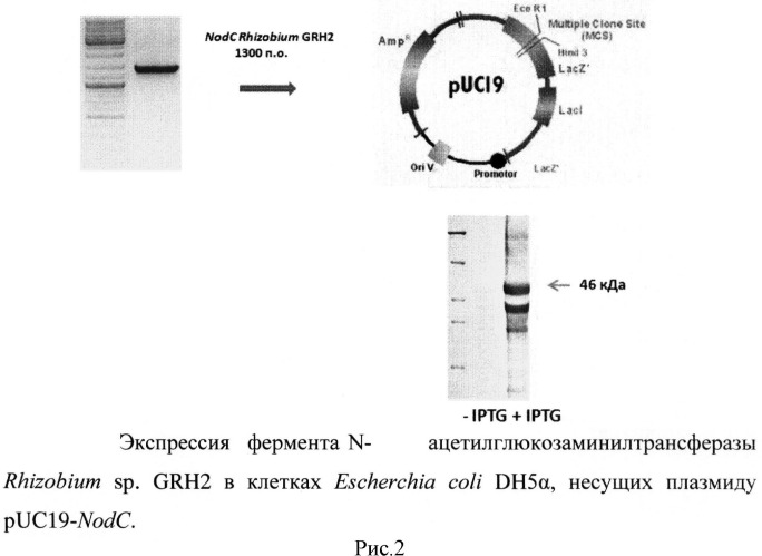 Способ ферментативного получения пента-n-ацетилхитопентаозы и гекса-n-ацетилхитогексаозы (патент 2517620)