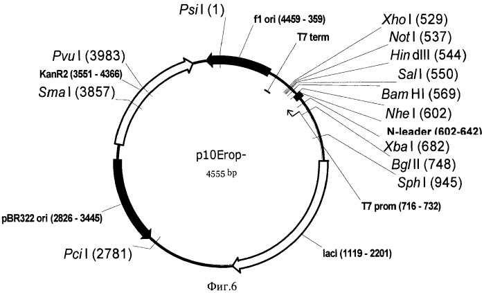 Плазмидный вектор phyp с повышенной сегрегационной стабильностью для экспрессии рекомбинантного белка, бактерия - продуцент предшественника рекомбинантного белка и способ получения рекомбинантного белка (патент 2496877)