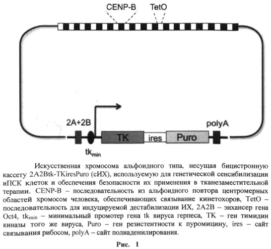 Способ обеспечения безопасности применения плюрипотентных стволовых клеток в тканезаместительной терапии при помощи искусственных хромосом (патент 2548819)