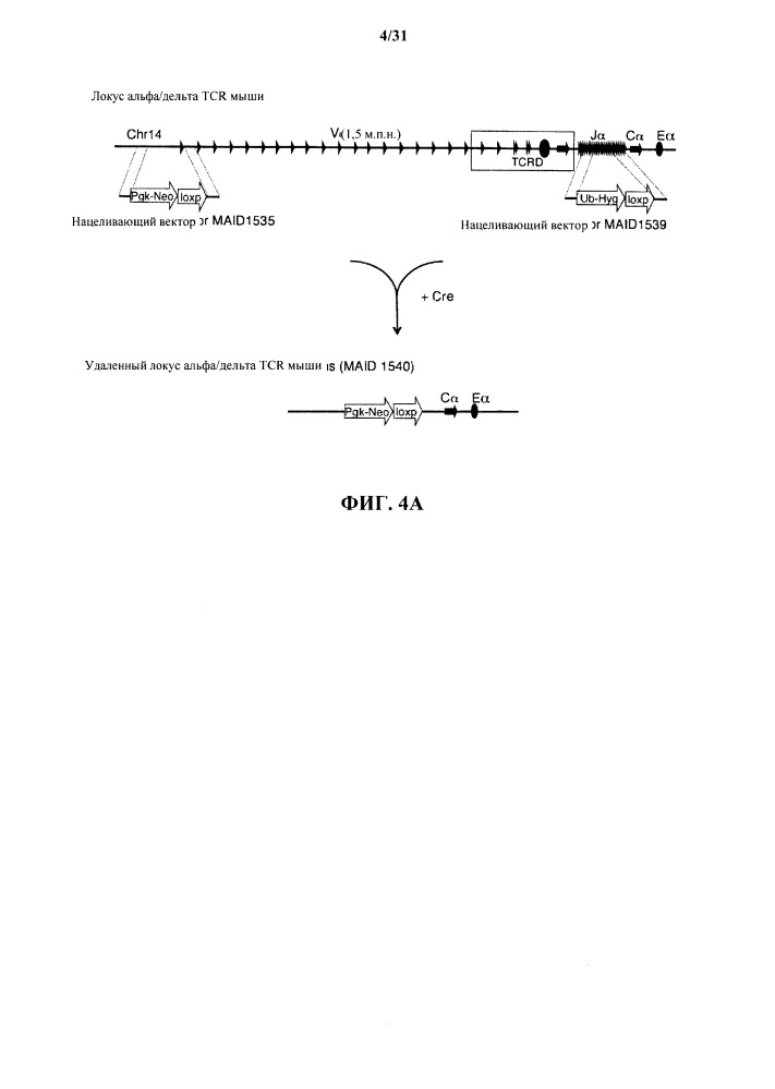 Генетически модифицированные в отношении т-клеточного рецептора мыши (патент 2661106)