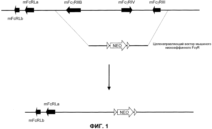 Гуманизированные fcγr мыши (патент 2549695)