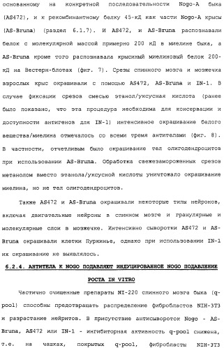 Поликлональное антитело против nogo, фармацевтическая композиция и применение антитела для изготовления лекарственного средства (патент 2432364)