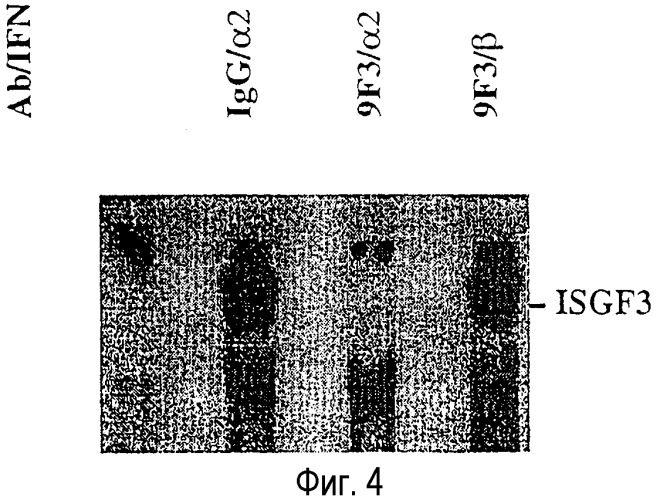 Антитела против интерферона-альфа (патент 2314317)