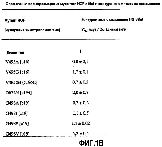 Варианты бета-цепи hgf (патент 2403261)