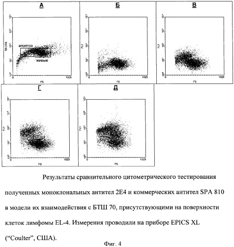 Штамм гибридных культивируемых клеток животных mus musculus 2e4 - продуцент моноклональных антител, специфичных к белку теплового шока 70 (патент 2381271)