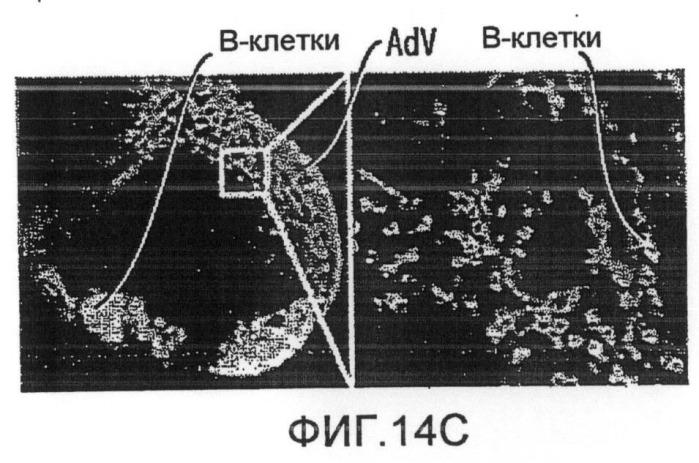 Нацеливание на антигенпрезентирующие клетки иммунонанотерапевтических средств (патент 2497542)