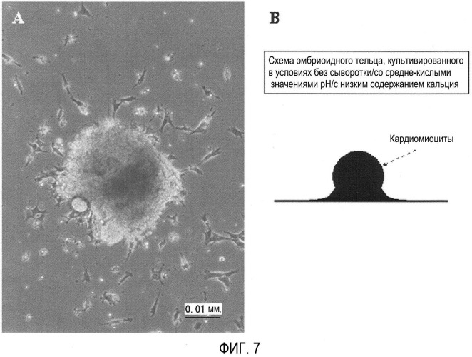 Способ селекции кардиомиоцитов (варианты) (патент 2426784)