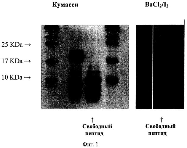 Связанные дисульфидной связью конъюгаты полиэтиленгликоля/пептида для трансфекции нуклеиновых кислот (патент 2552352)