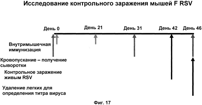 Модифицированные f протеины sv и способы их применения (патент 2531510)
