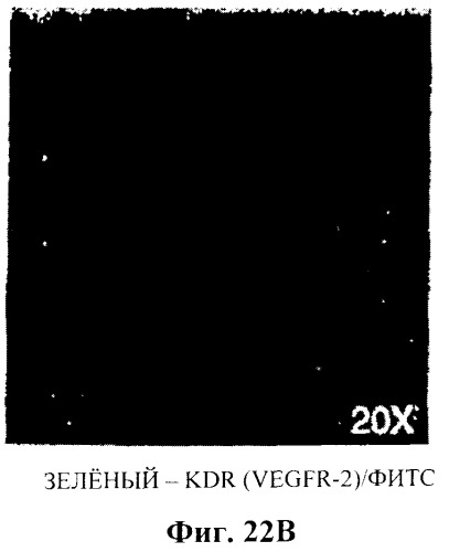 Захват эндотелиальных клеток-предшественников элюирующим лекарственные средства имплантируемым медицинским устройством (патент 2400256)