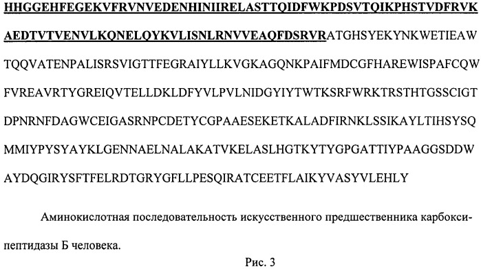 Рекомбинантная плазмидная днк pcpbh для биосинтеза полипептида со свойствами карбоксипептидазы б человека, и рекомбинантный штамм метилотрофных дрожжей pichia pastoris - продуцент полипептида со свойствами карбоксипептидазы б человека (патент 2531524)