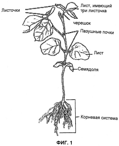 Улучшенная трансформация сои (патент 2389797)