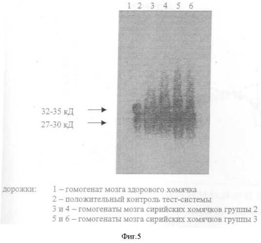 Способ продления жизни больных прионными болезнями (патент 2353379)