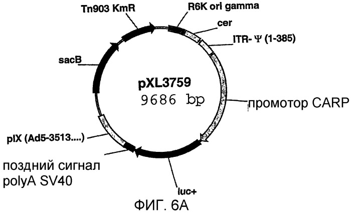 Последовательность, расположенная выше гена carp, вектор, содержащий эту последовательность, и их использование (патент 2283865)