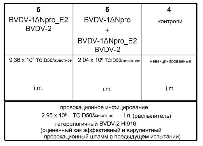 Bvdv-вакцина (патент 2578943)