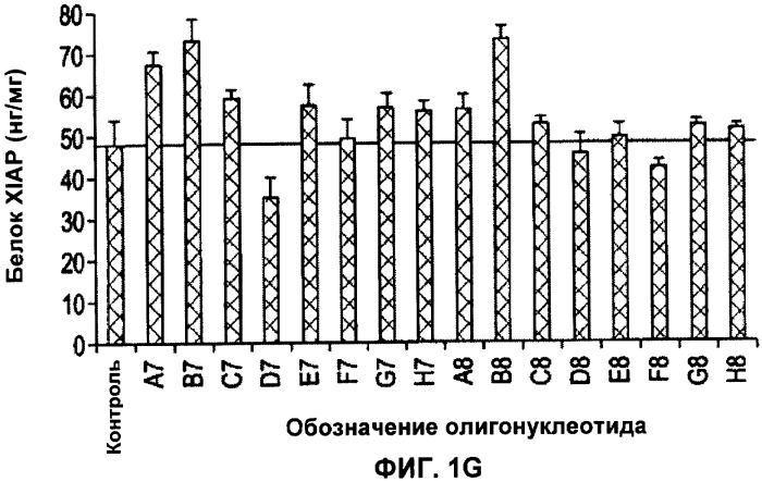 Лечение пролиферативных заболеваний с использованием антисмыслового олигомера iap и химиотерапевтического препарата (патент 2376018)