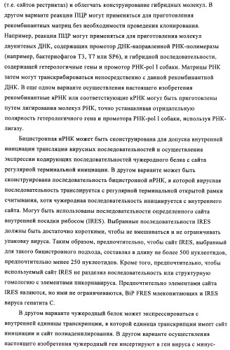 Способы и композиции для экспрессии антисмысловой вирусной рнк в клетках собаки (патент 2457250)