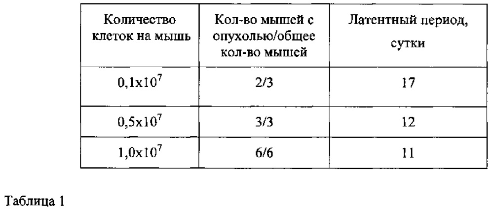 Подкожный ксенографт клеточной линии беспигментной меланомы кожи человека mel rac с мутацией nras для доклинического изучения противоопухолевых таргетных средств (патент 2651939)