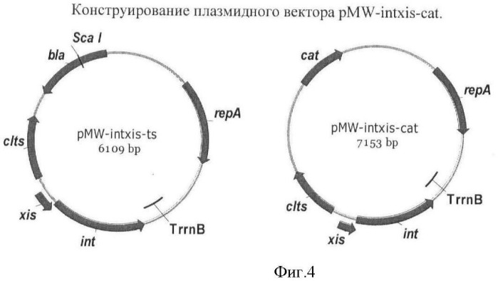 Бактерия семейства enterobacteriaceae - продуцент l-аспарагиновой кислоты или метаболитов, производных l-аспарагиновой кислоты, и способ получения l-аспарагиновой кислоты или метаблитов, производных l-аспарагиновой кислоты (патент 2472853)