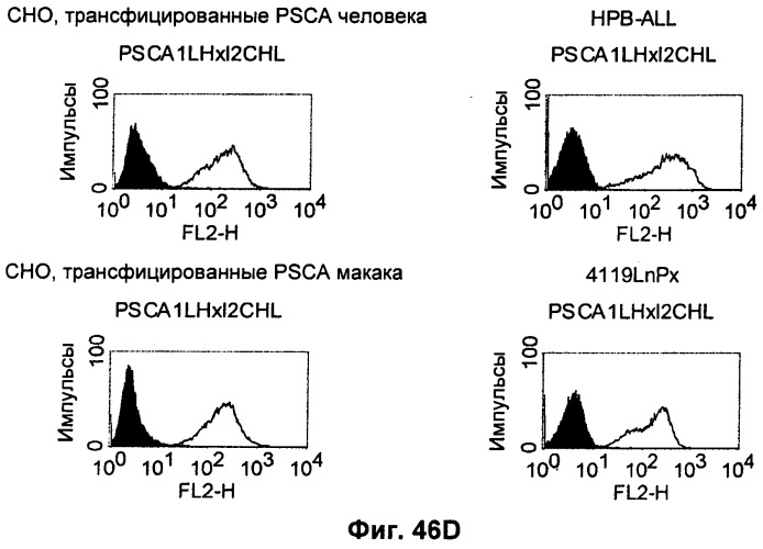 Pscaxcd3, cd19xcd3, c-metxcd3, эндосиалинxcd3, epcamxcd3, igf-1rxcd3 или fap-альфаxcd3 биспецифическое одноцепочечное антитело с межвидовой специфичностью (патент 2547600)