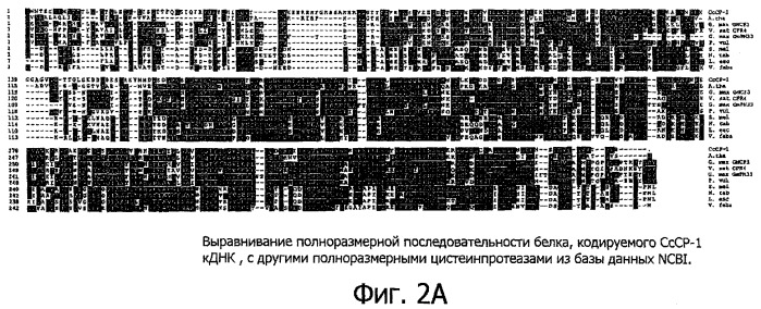 Модуляция уровня предшественников аромата кофе в сырых (необжаренных) кофейных зернах (патент 2348693)