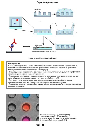 Способ диагностики аллергических реакций (патент 2536291)