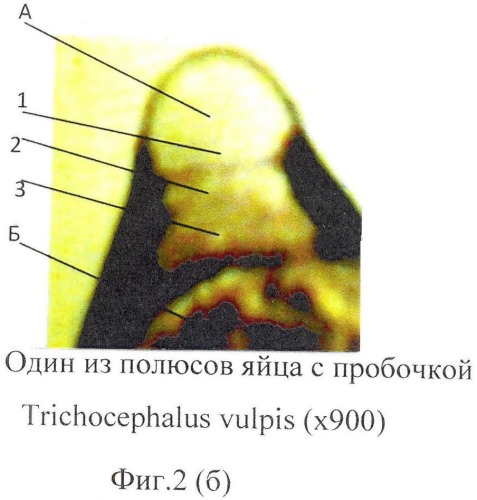 Способ прижизненной дифференциальной диагностики trichocephalus vulpis и thominx (capillaria) aerophilus по микроструктуре яиц (патент 2482481)