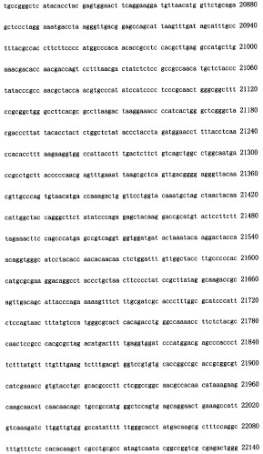 Конструирование рекомбинанта онколитического аденовируса, специфически экспрессирующего иммуномодуляторный фактор gm-csf в опухолевых клетках, и его применение (патент 2361611)