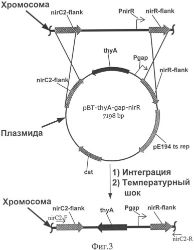 Способ конструирования рекомбинантного штамма staphylococcus carnosus (патент 2333957)