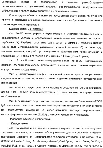 Использование уреазы для ингибирования роста раковых клеток (патент 2326691)