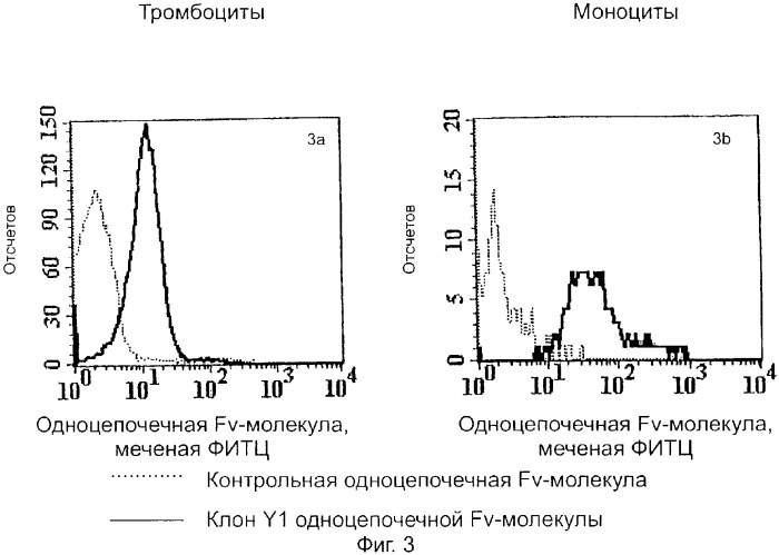 Специфические антитела человека для избирательной терапии рака (патент 2316564)