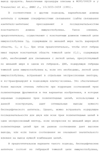 Антитела против вируса гепатита с (патент 2462475)