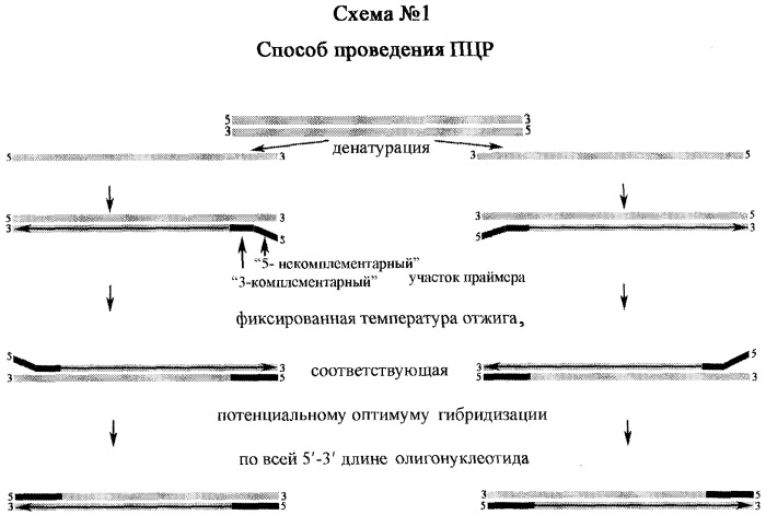 Способ проведения пцр (патент 2299240)