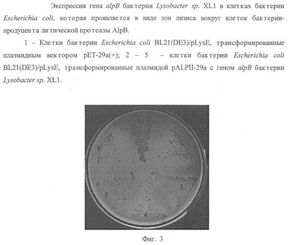 Литическая протеаза alpb бактерии lysobacter sp. xli, фрагмент днк, кодирующий литическую протеазу alpb бактерии lysobacter sp. xli, и способ получения литической протеазы alpb бактерии lysobacter sp. xli (патент 2408725)