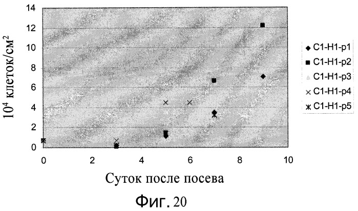 Культура плюрипотентных стволовых клеток на микроносителях (патент 2555538)