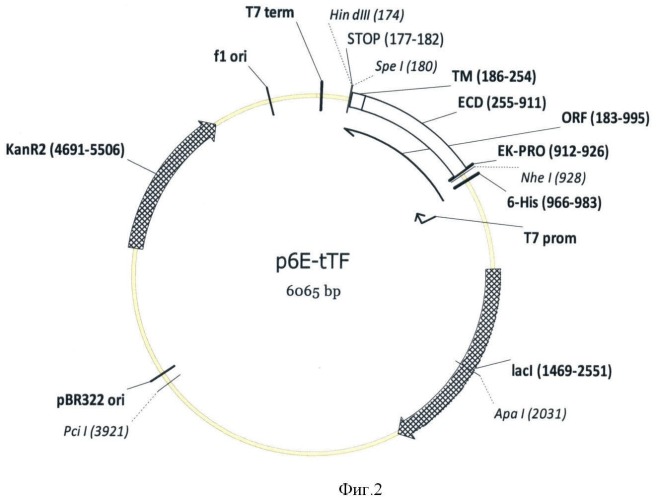 Экспрессионная плазмидная днк p6e-ttf, кодирующая внеклеточный и трансмембранный домены тканевого фактора человека и штамм e.coli bl21[de3]/p6e-ttf-продуцент рекомбинантного тканевого фактора человека (патент 2426780)