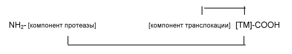 Слитые белки для применения в терапии (патент 2651492)