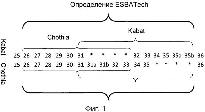 Гуманизация антител кролика с использованием универсального каркаса антитела (патент 2567006)