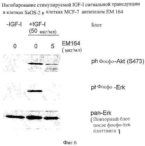 Антитела к рецептору igf-i (патент 2421465)