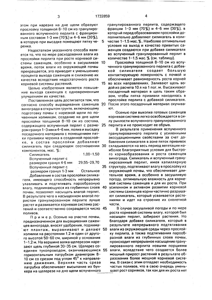 Способ выращивания саженцев винограда в открытом грунте (патент 1732859)