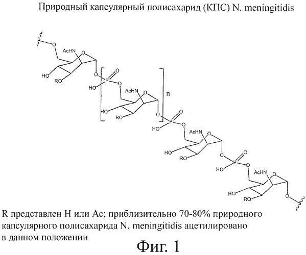 Иммуногены для вакцин против менингита а (патент 2412944)