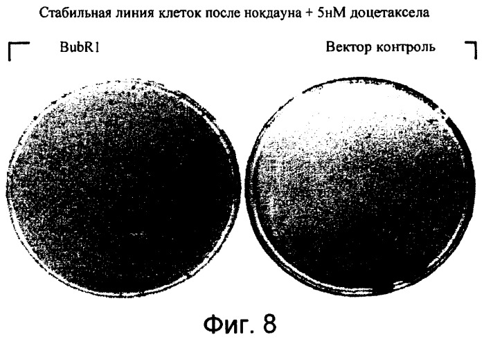 Способ измерения резистентности или чувствительности к доцетакселу (патент 2403574)