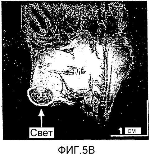 Сенсибилизированный оперативный bold-mri способ получения изображения (патент 2343829)