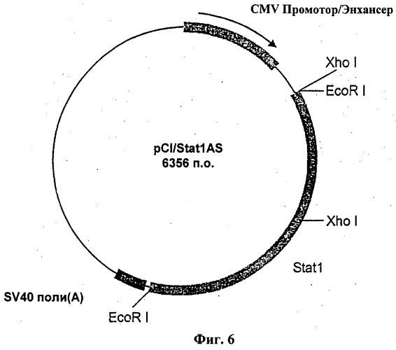 Ингибирование stat-1 (патент 2311910)